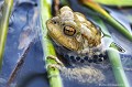 <br><br>Nom anglais : Common toad
<br>Les œufs écloront environ deux semaines plus tard. Seuls quelques dizaines deviendront têtards et auront à affronter la dure réalité de la vie de crapaud.
<br><br>Photo réalisée en France, dans l'Allier (Auvergne)
<br><br>
 Crapaud commun
Bufo bufo
Common toad
Auvergne
Allier
oeufs
tétards
vie 